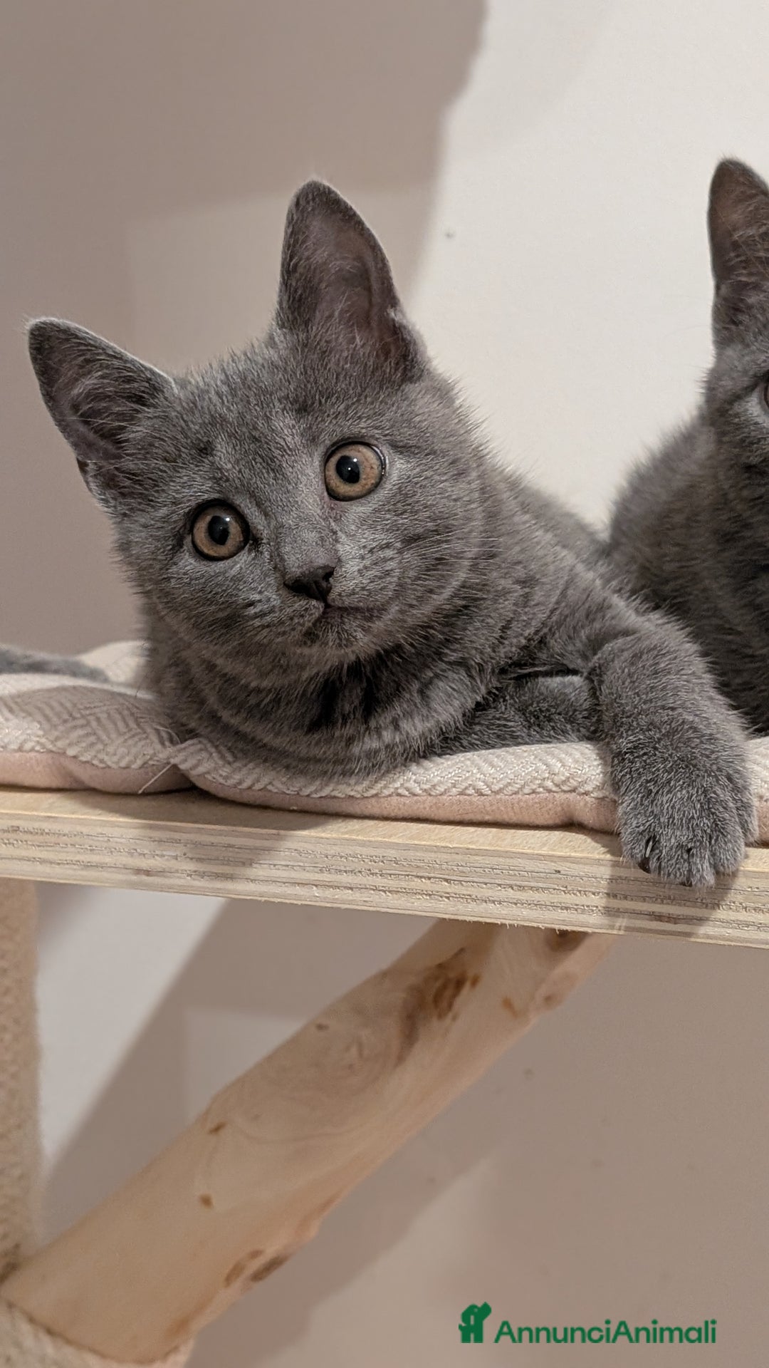 Certosino gatti in vendita: Cuccioli alta genealogia... un sogno per Natale! - Annuncio 3