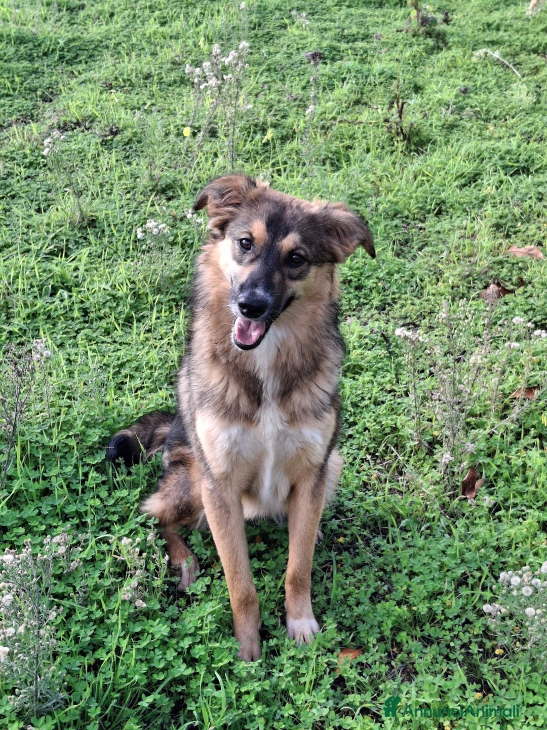 Meticcio cani in regalo: BRENDA 🩷-cucciola.La adotti?Non lasciarla nel box - Annuncio 5