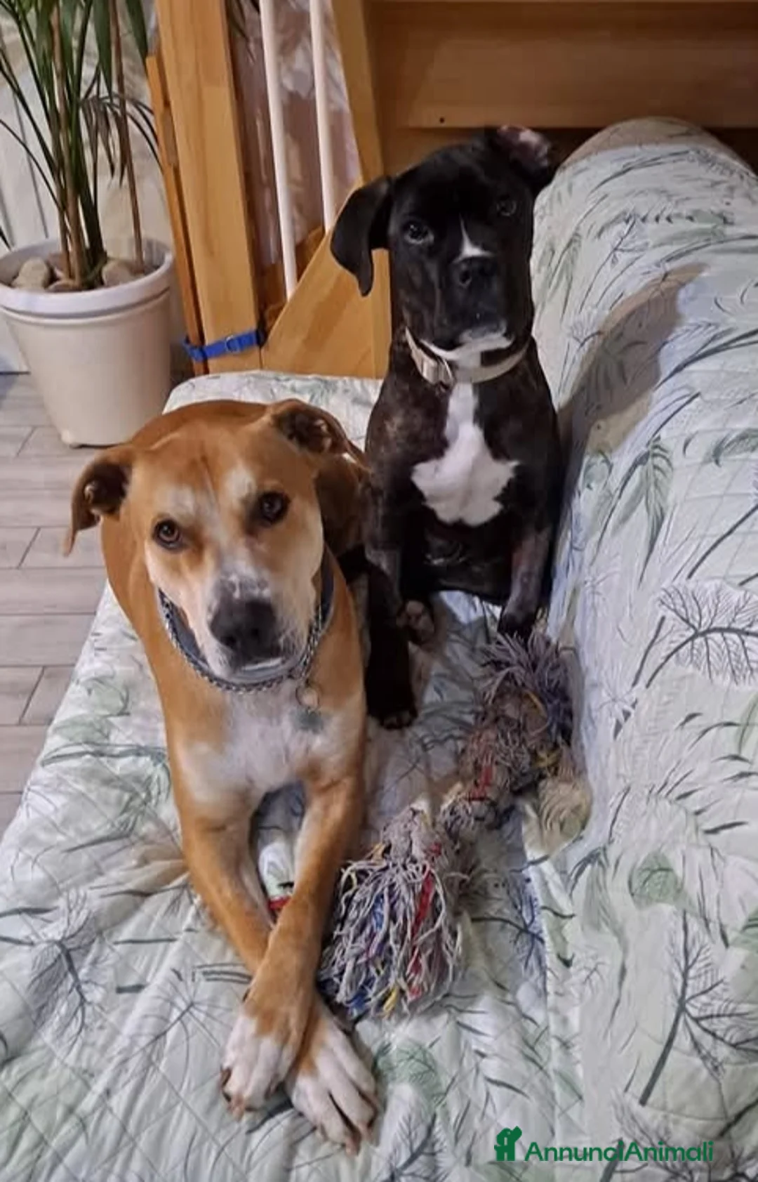 Meticcio cani in regalo: Kira cerca casa  - Annuncio 6