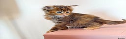 Maine Coon gatti in vendita: Cucciola Maine coon  - Annuncio 1