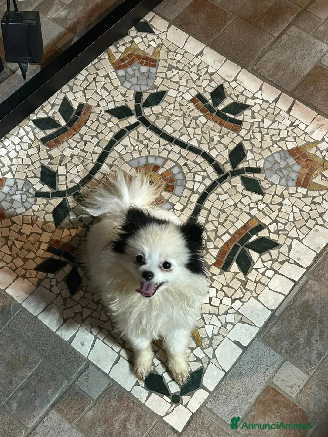 Spitz cani in vendita: SPITZ TEDESCO NANO PARTICOLOR - Annuncio 1