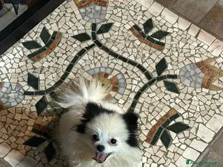 Spitz cani in vendita: SPITZ TEDESCO NANO PARTICOLOR - Annuncio 2