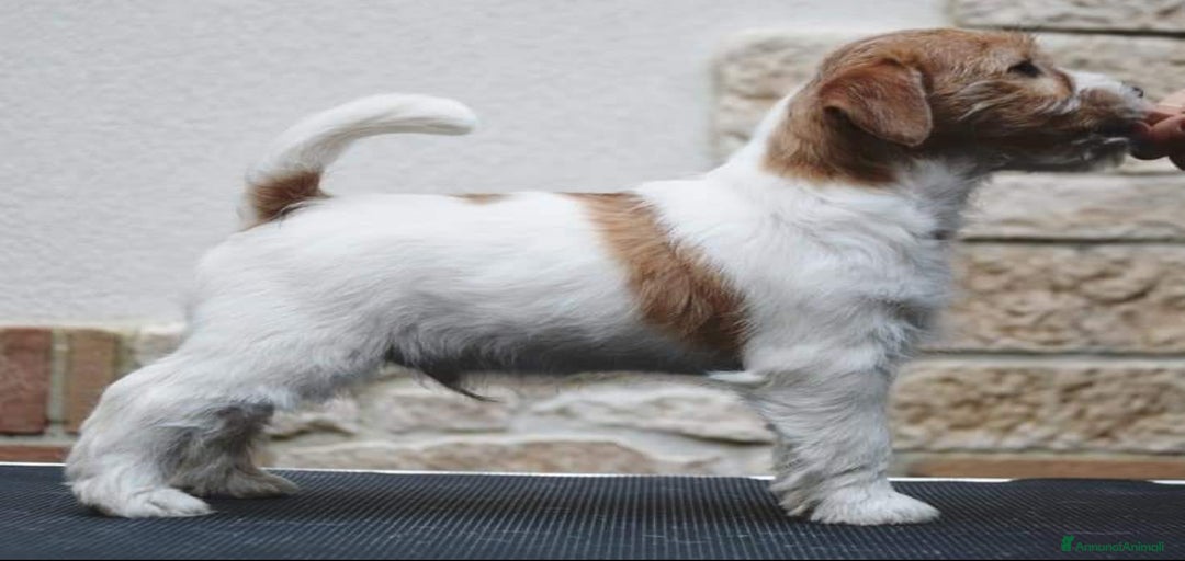 Immagine della galleria {{count}}