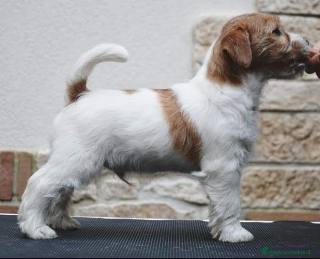 Immagine della galleria {{count}}