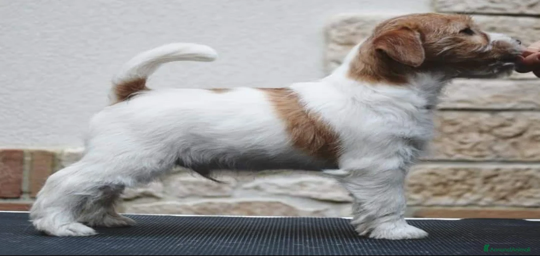 Immagine della galleria {{count}}