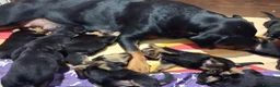 Rottweiler cani in vendita: Cuccioli Rottweiler  - Annuncio 5