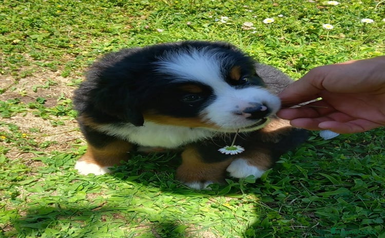 Bovaro del Bernese cani a Provincia della Spezia - Annuncio 1
