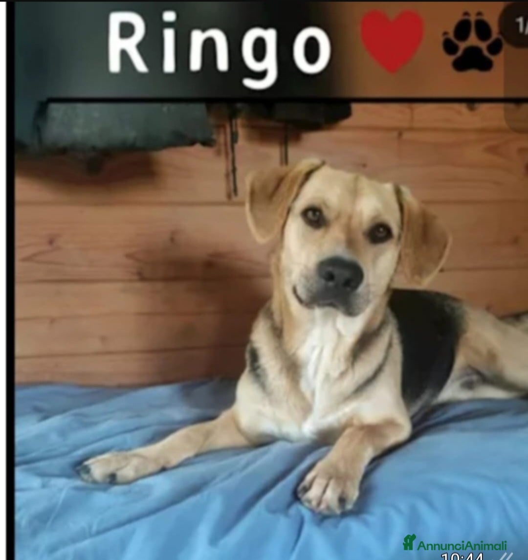 Meticcio cani Mix Beagle/ pastorino 4anni SOS CASA PISTOIA - Annuncio 2