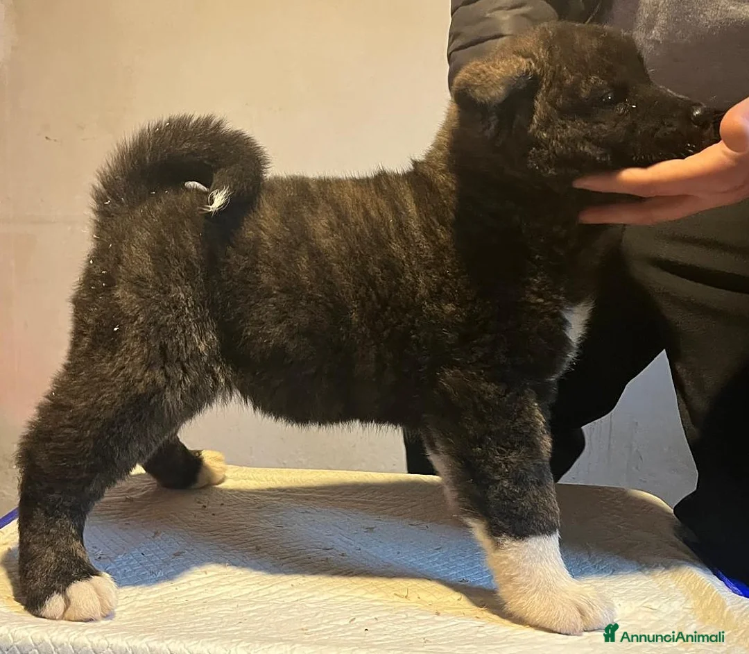 Akita Americano cani in vendita: AKITA AMERICANO  - Annuncio 7