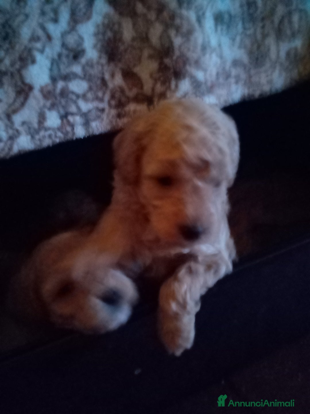 Barboncino Toy cani in vendita: Vendesi cuccioli di Barboncino Toy  - Annuncio 6