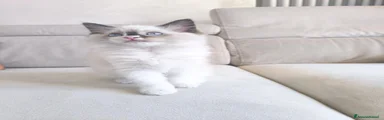 Ragdoll 1
