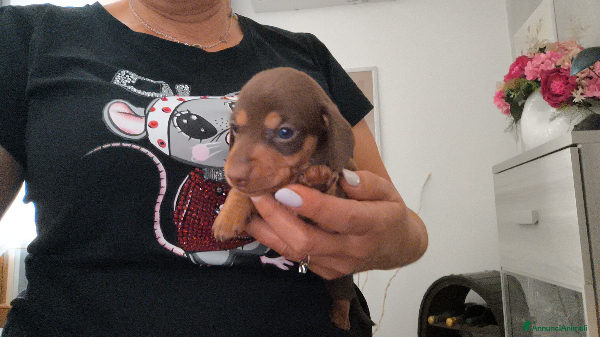 Bassotto cani Bassotto tedesco nani cioccolato  - Annuncio 15