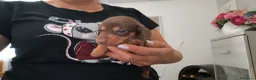 Bassotto cani in vendita: Bassotto tedesco nani cioccolato  - Annuncio 1
