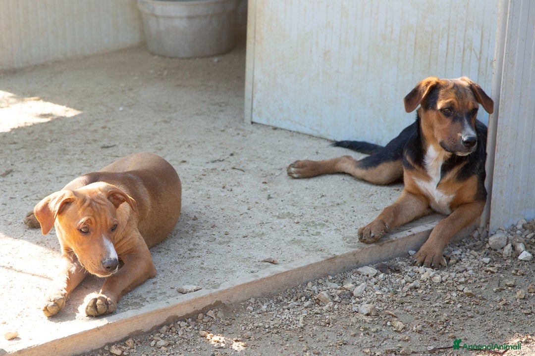 Meticcio cani in regalo: ADOTTA CORFU' a Città Metropolitana di Firenze - Annuncio 3