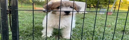 Jack Russell cani in vendita: Jack Russell terrier pelo ruvido  - Annuncio 6