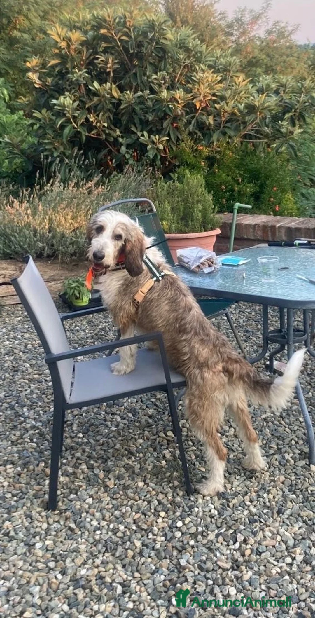 Meticcio cani in regalo: Oscar a Città Metropolitana di Torino - Annuncio 3