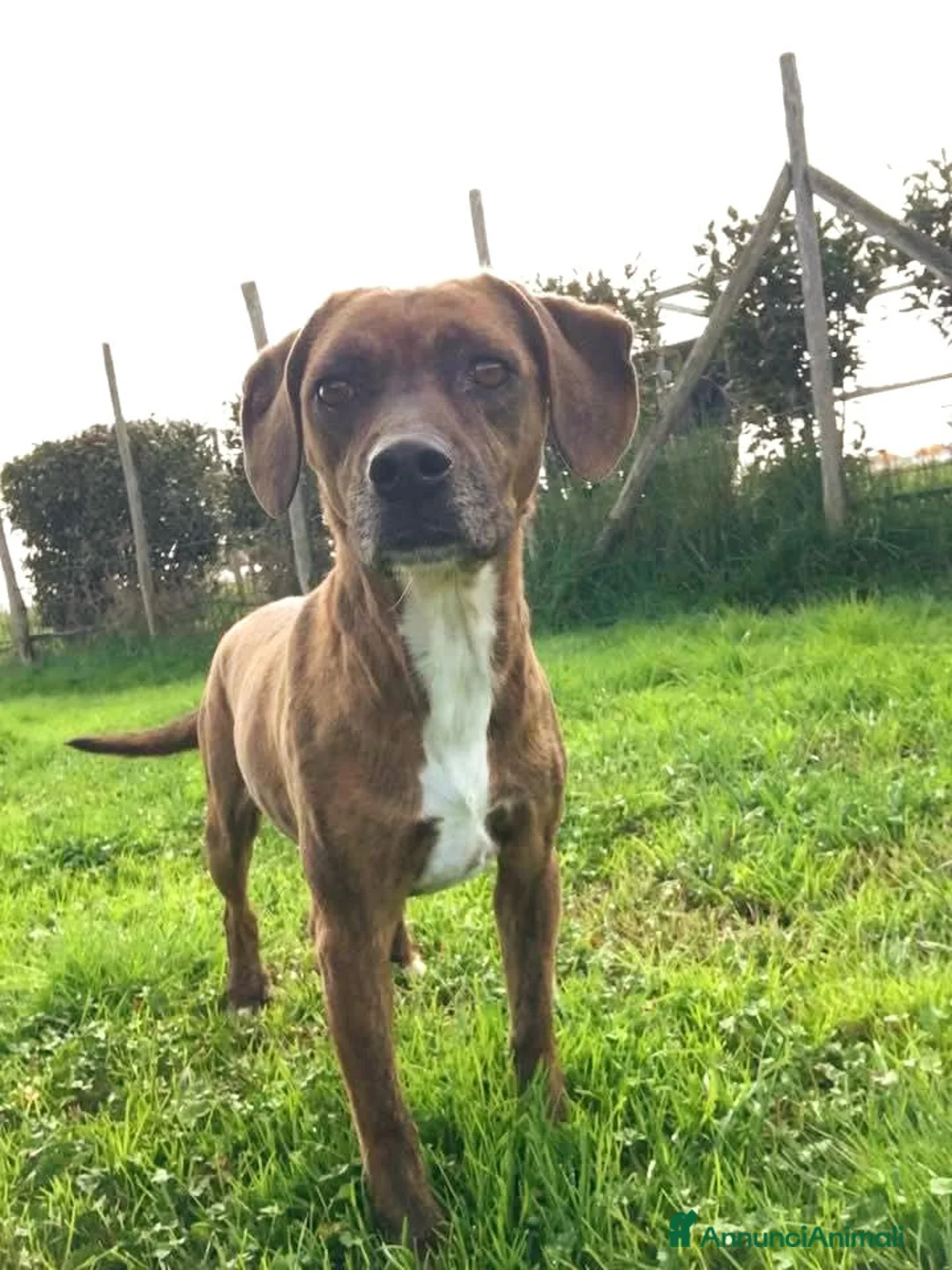 Meticcio cani in regalo: Piccola e dolcissima Tellina💖 - Annuncio 5