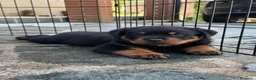 Rottweiler cani in vendita: Cuccioli Rottweiler - Annuncio 3