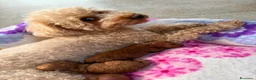 Barboncino Toy cani in vendita: Barboncini Toy Red - Annuncio 3