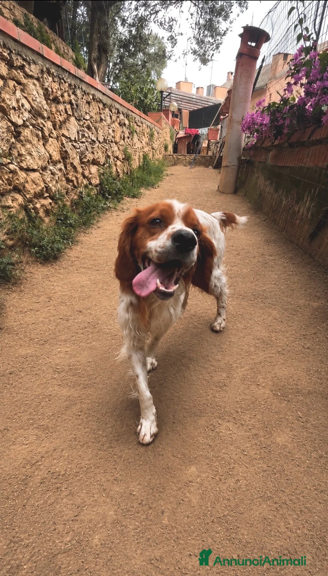 Breton cani in regalo: Norman - Annuncio 2