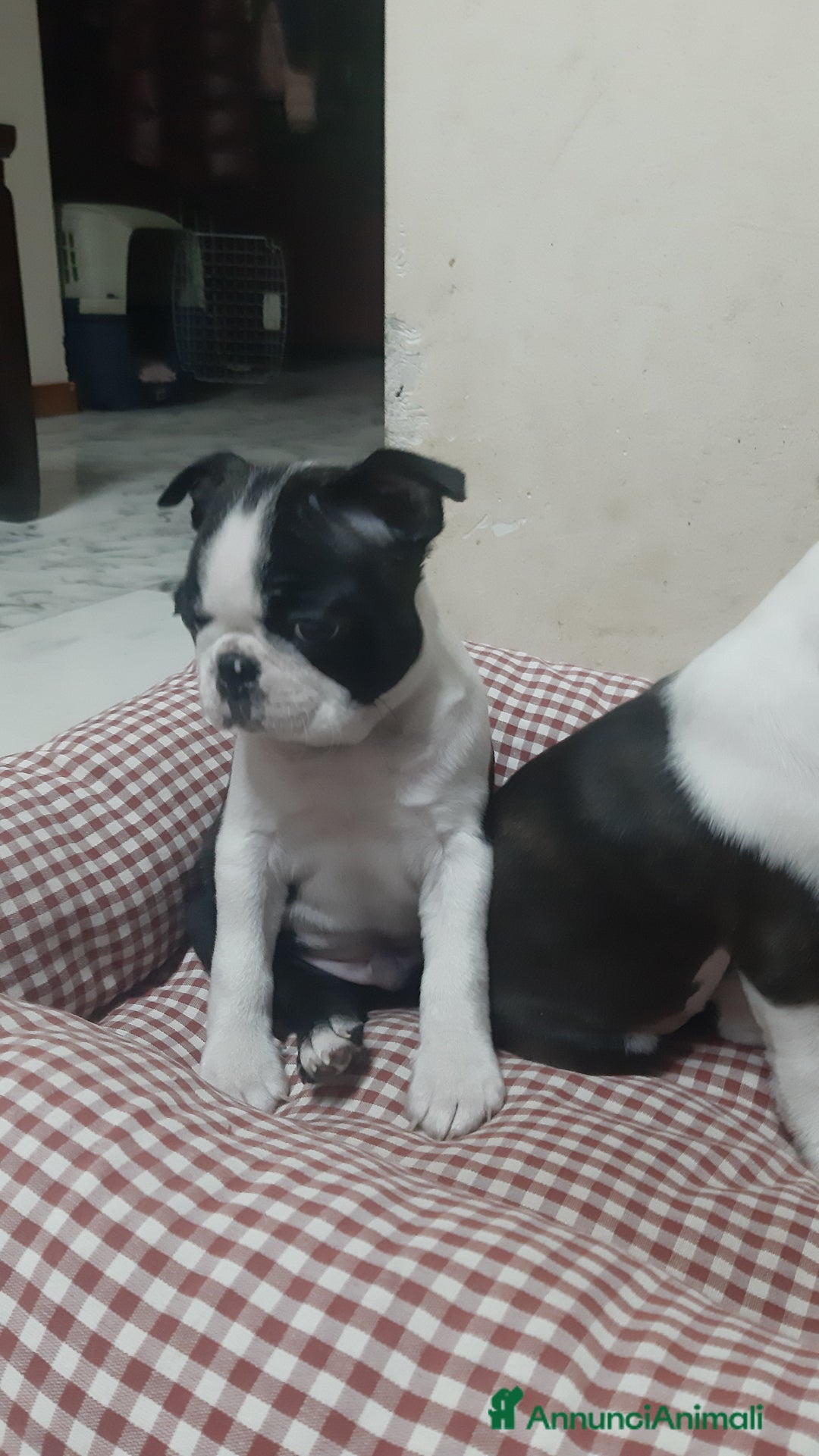 Boston Terrier cani in vendita: Cucciolo di Boston terrier con pedigree ENCI/FCI  - Annuncio 7