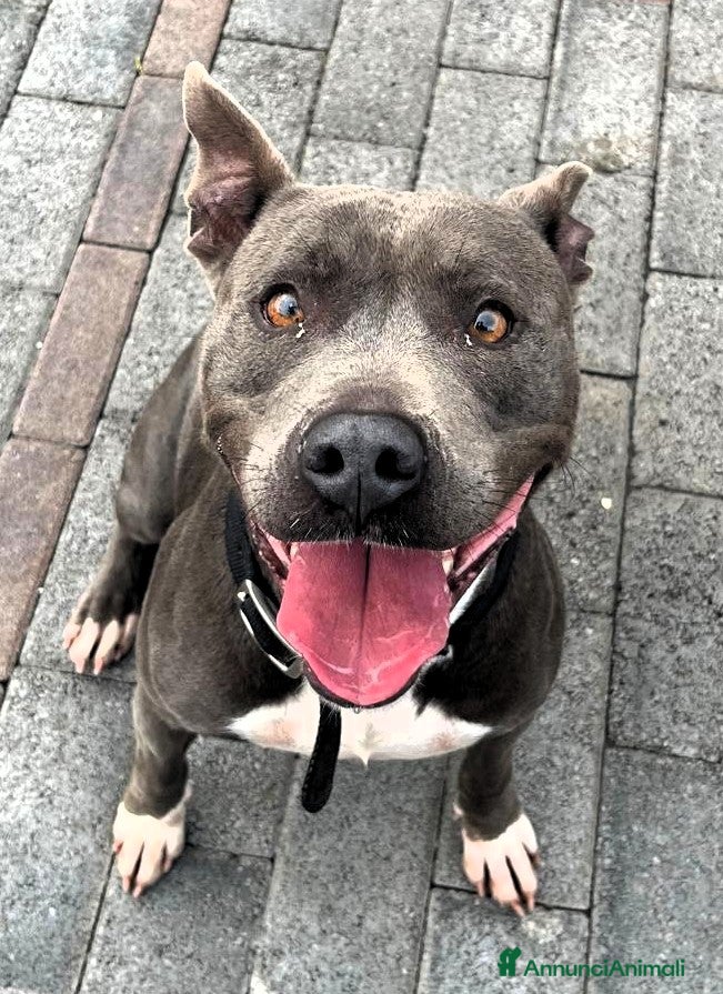 Meticcio cani DAISY PIT BULL - Annuncio 1