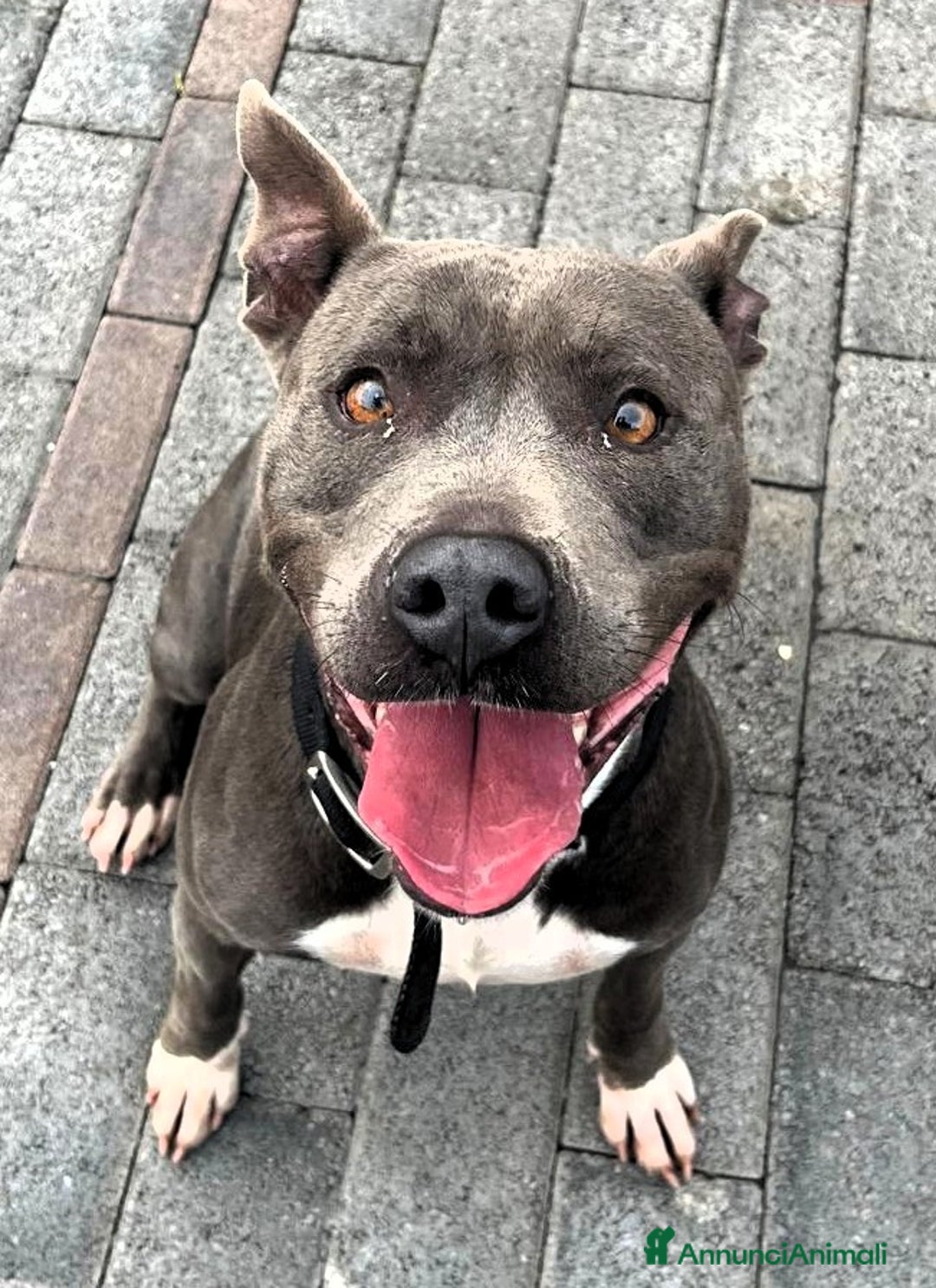 Meticcio cani in regalo: DAISY PIT BULL - Annuncio 1