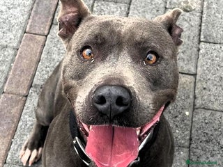 Meticcio cani DAISY PIT BULL - Annuncio 1