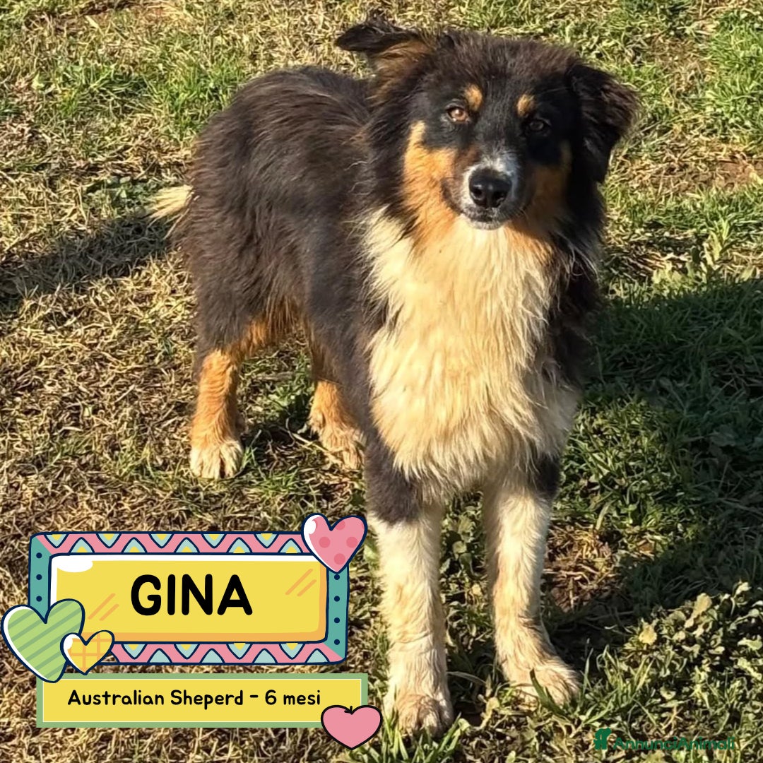 Australian Shepherd cani GINA cucciola 6 mesi australian sheperd adozionee - Annuncio 1