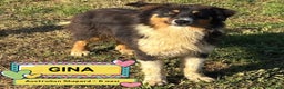 Australian Shepherd cani in regalo: GINA cucciola 6 mesi australian sheperd adozionee - Annuncio 1