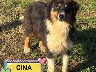 Australian Shepherd cani GINA cucciola 6 mesi australian sheperd adozionee - Annuncio 1