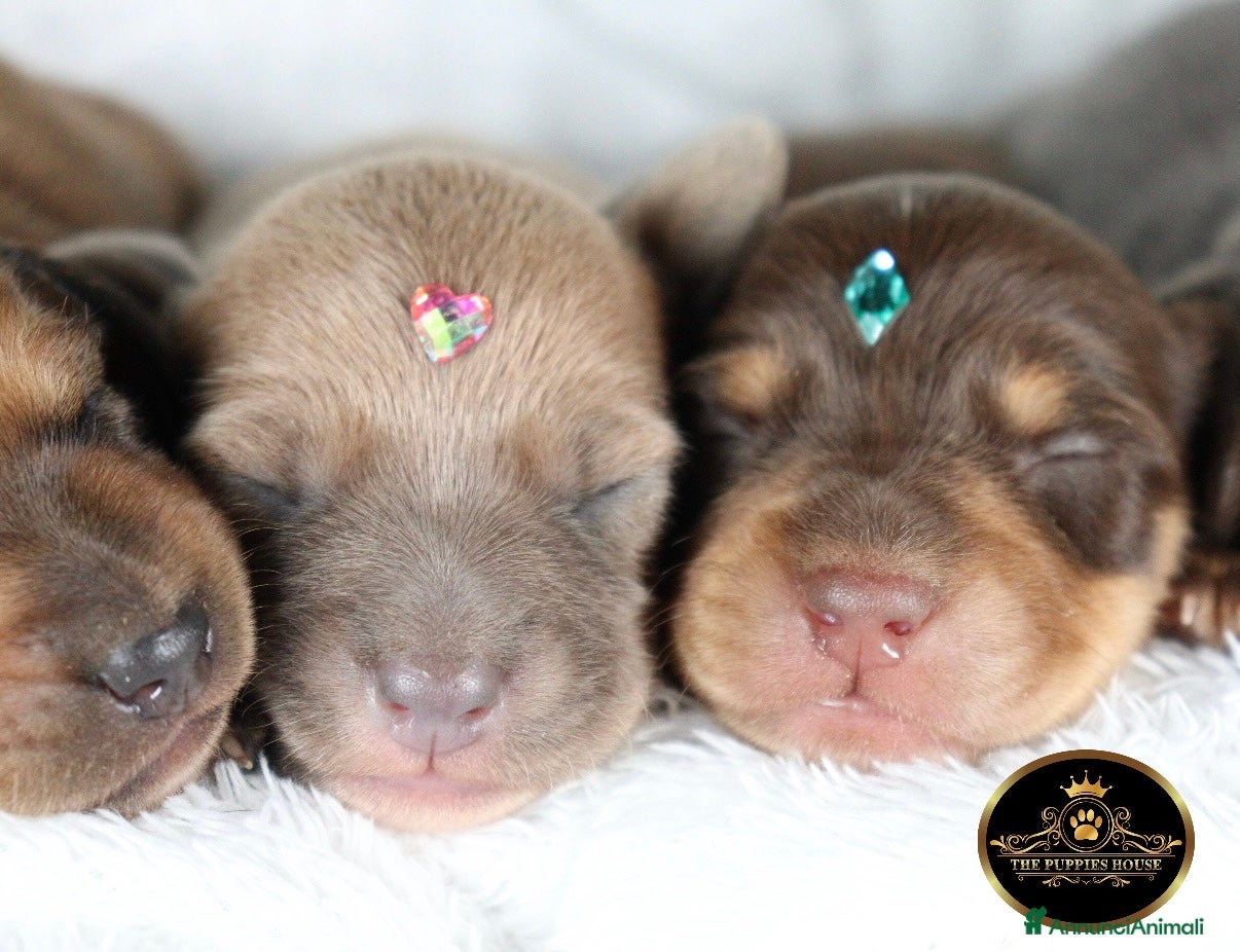 Bassotto cani Bassotto  - Annuncio 2