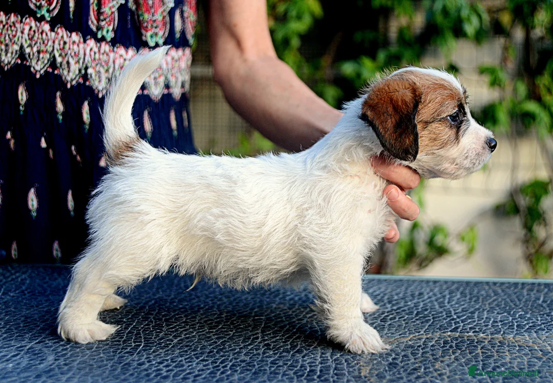 Immagine della galleria {{count}}