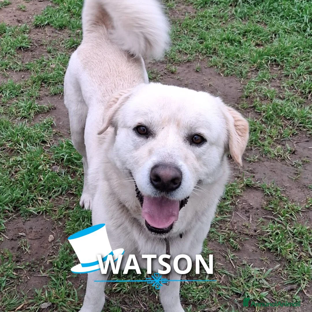 Meticcio cani in regalo: WATSON💙-dolce e allegro, nessuno chiama per lui🥲 - Annuncio 1