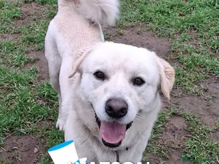 Meticcio cani WATSON💙-dolce e allegro, nessuno chiama per lui🥲 - Annuncio 8