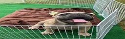 Bulldog Francese cani in vendita: Cucciola bulldog francese  - Annuncio 10