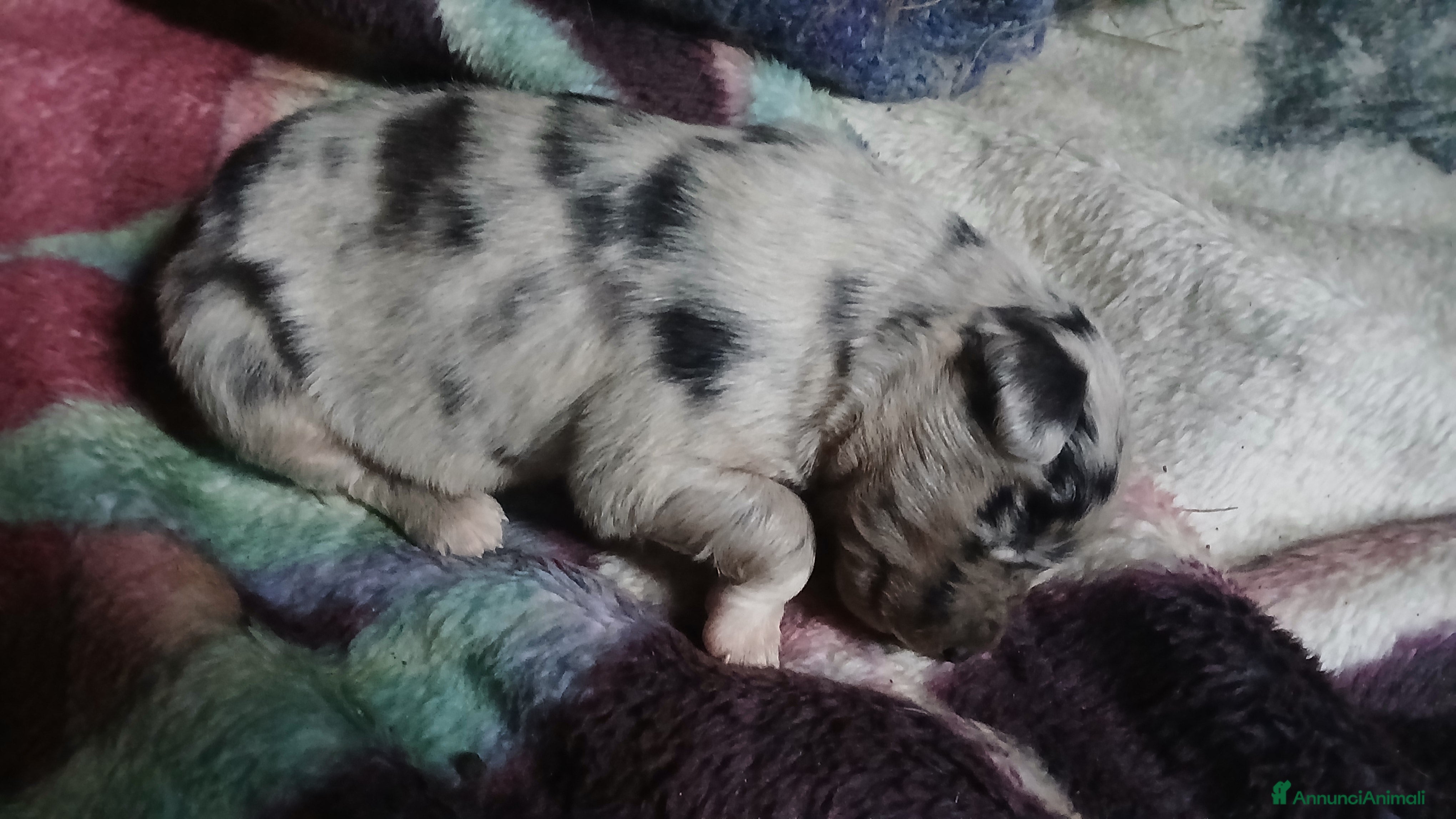 Meticcio cani cuccioli pastore australian collie - Annuncio 23