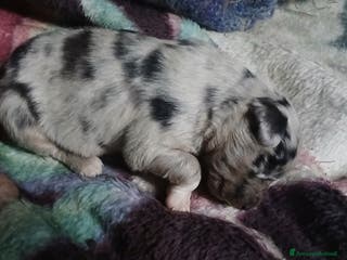 Meticcio cani cuccioli pastore australian collie - Annuncio 23