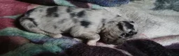 Meticcio cani in vendita: cuccioli pastore australian collie - Annuncio 6