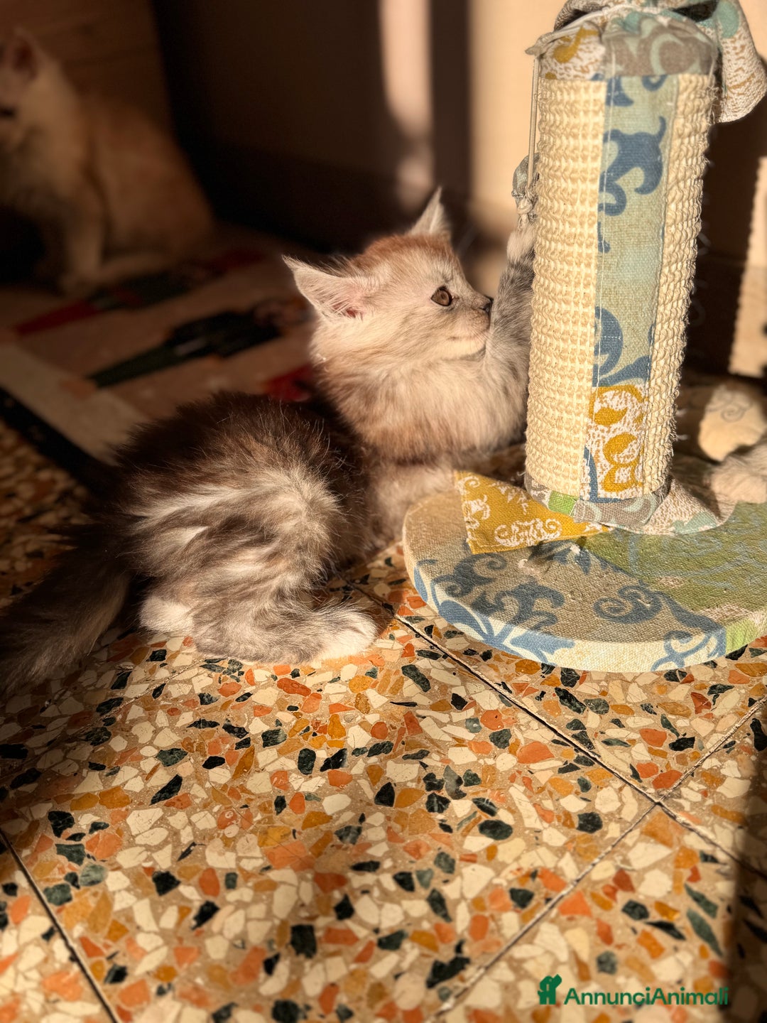 Maine Coon gatti in vendita: Cucciola di Maine Coon - Ped. AFSI - Annuncio 2