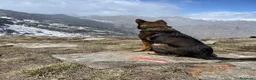 Pastore Tedesco cani per accoppiamento: Pastore tedesco maschio per accoppiamento a Provincia di Biella - Annuncio 6