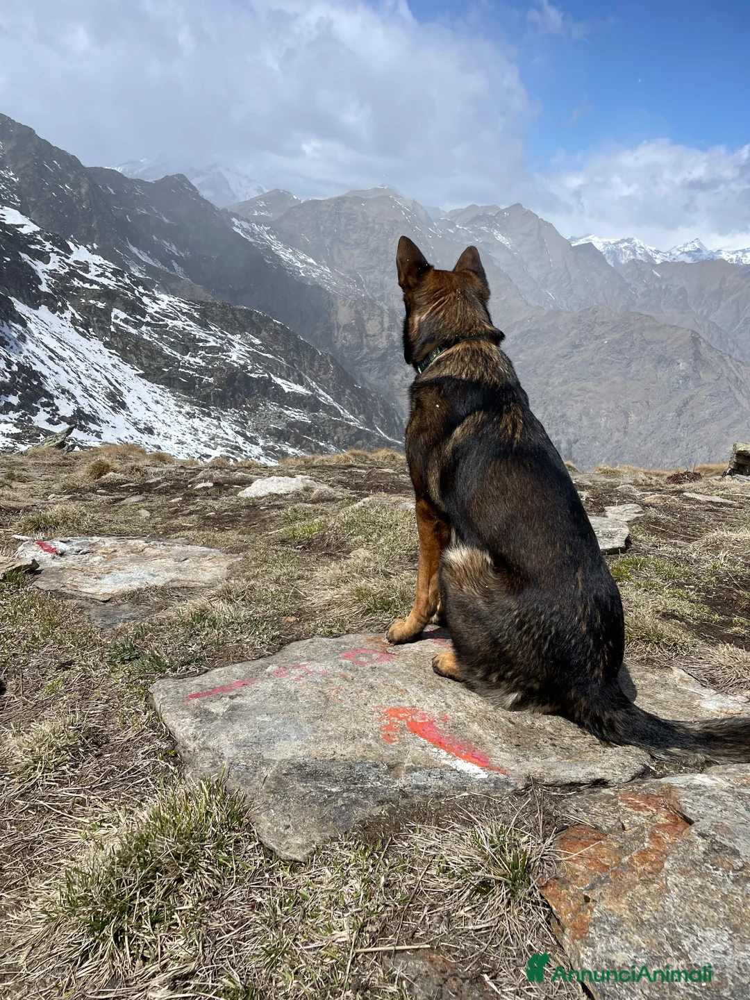 Pastore Tedesco cani per accoppiamento: Pastore tedesco maschio per accoppiamento a Provincia di Biella - Annuncio 6
