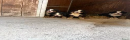 Bovaro del Bernese cani in vendita: Cucciolo bovaro del bernese  a Provincia di Salerno - Annuncio 4