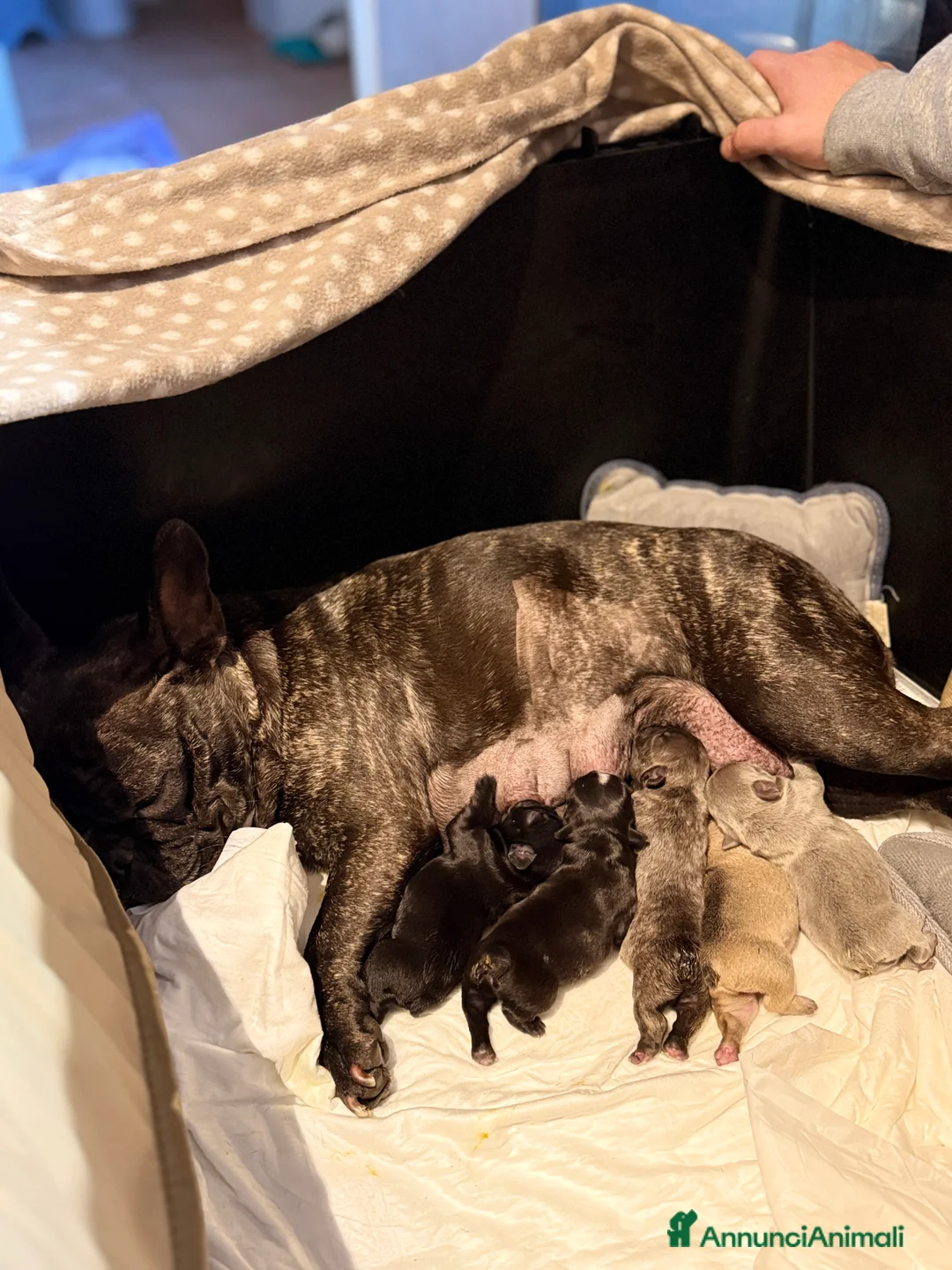 Bulldog Francese cani in vendita: Bulldog francese  - Annuncio 9