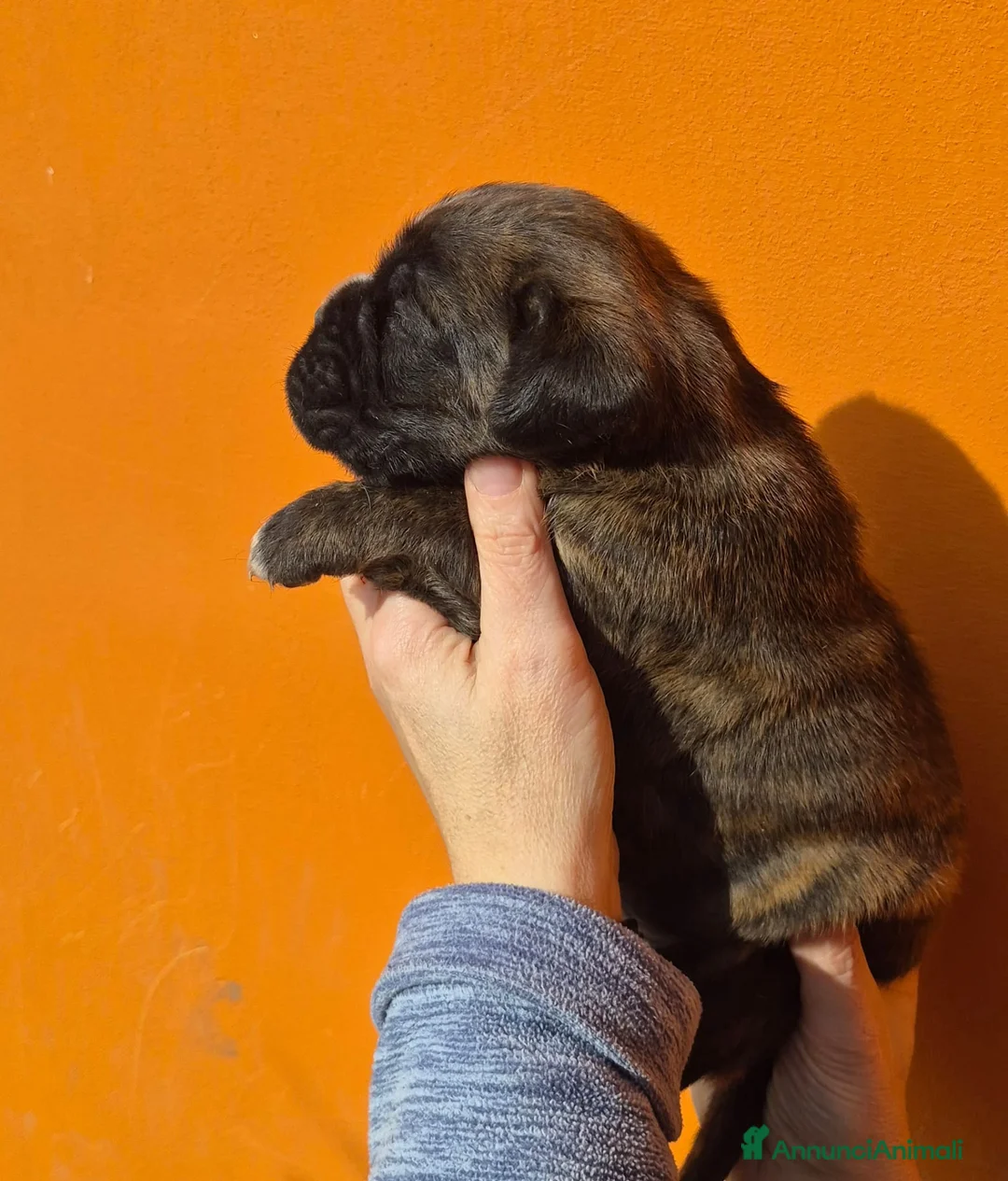 Boxer cani in vendita: Boxer cuccioli - Annuncio 4