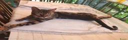 Bengala gatti in vendita: Bengala Maschio  - Annuncio 4