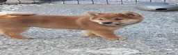 Shiba Inu cani in vendita: Ultimo cucciolo maschio shiba inu pedigree Enci  - Annuncio 8