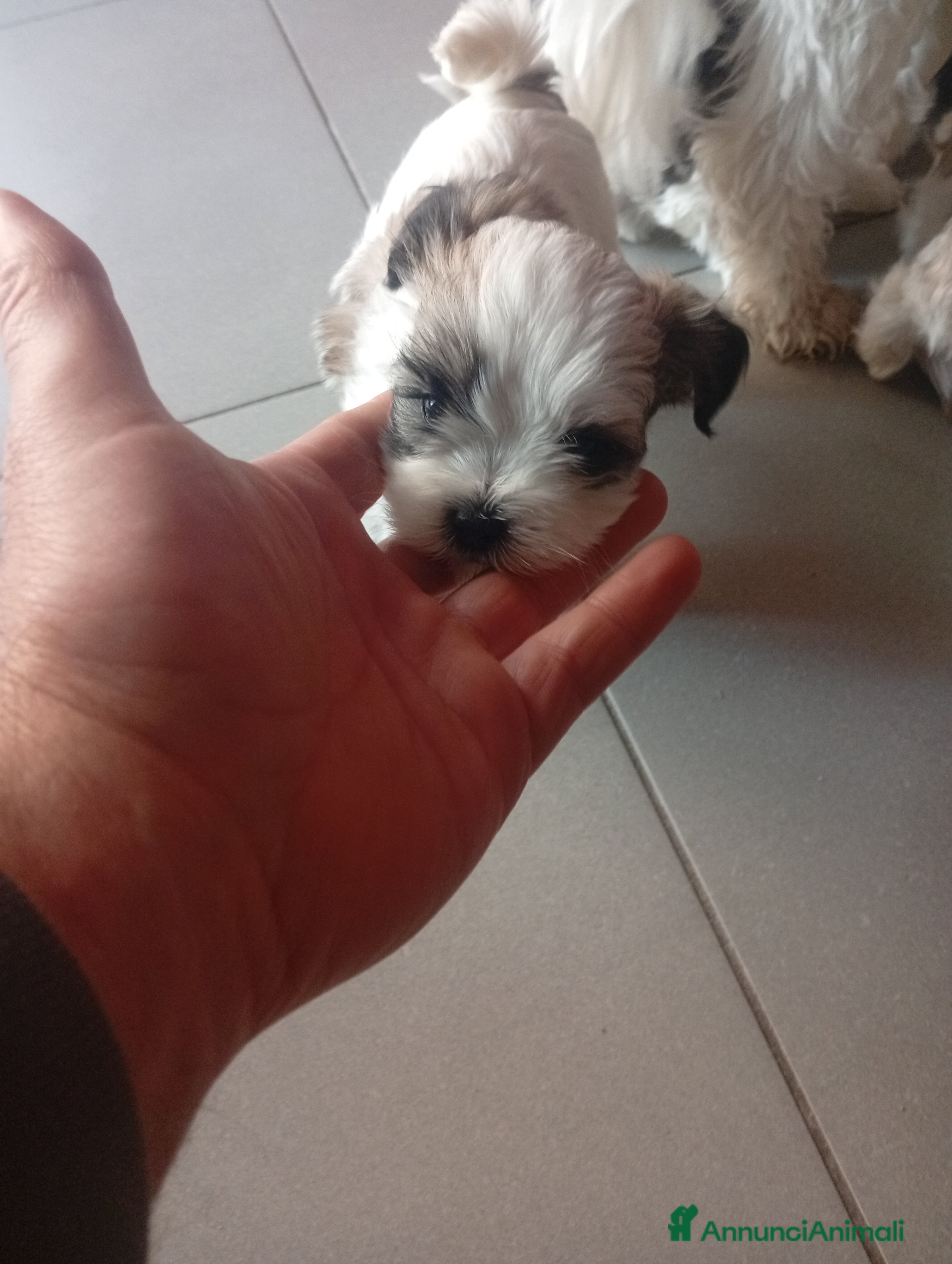 Shih Tzu cani Shitzu  - Annuncio 1