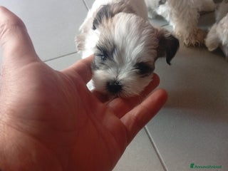 Shih Tzu cani Shitzu - Annuncio 1
