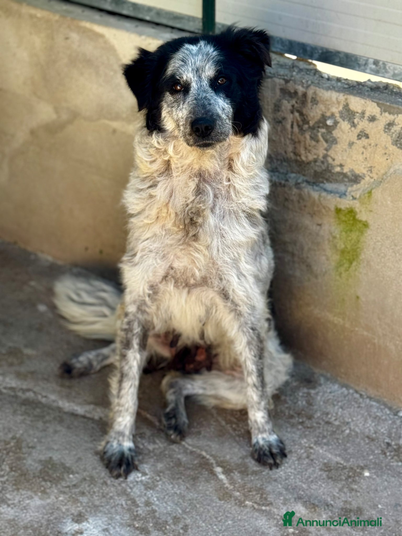 Meticcio cani Ambra 3 anni 23kg socievole - Annuncio 11